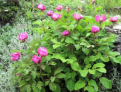 Indiana State Flower - Peony