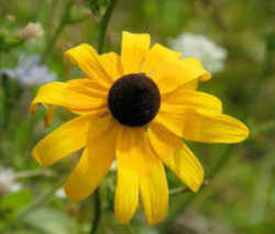 Maryland State Flower - Black-Eyed Susan