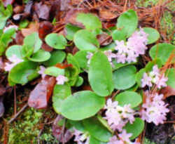 Massachusetts State Flower - Mayflower