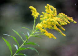 Nebraska State Flower -Goldenrod 