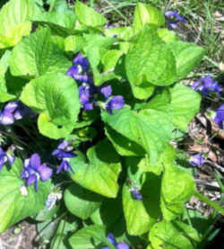Rhode Island State Flower - Violet 