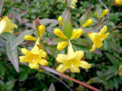 South Carolina Flower - Carolina Jessamine