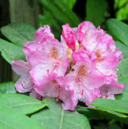 Washington State Flower - Coast Rhododendron