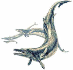 Mississippi State Fossil - Prehistoric Whales