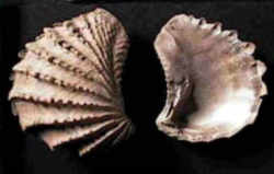 Tennessee State Fossil - Bivalve Mollusc