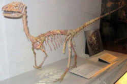 New Mexico State Fossil - Coelophysis Dinosaur