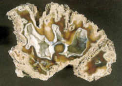 Florida State Fossil - Coral 