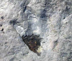 Massachusetts State Fossil -  Dinosaur Tracks