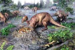 Montana State Fossil - Duck-billed Dinosaur