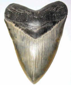 North Carolina State Fossil: Fossilized Teeth of the Megalodon Shark