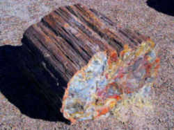 Arizona State Fossil - Petrified Wood