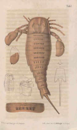 New York State Fossil - Sea Scorpion