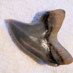 Georgia State Fossil: Cretaceous - Miocene, Shark Tooth