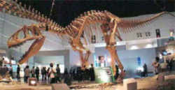 Oklahoma Fossil - Theropod Dinosaur