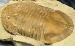 Ohio Invertebrate State Fossil - Trilobite