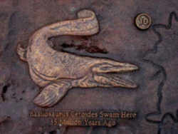 Alabama State Fossil - Zeuglodon (Whale)