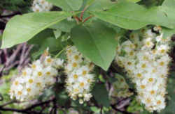 Chokecherry : North Dakota State Fruit