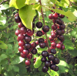 Chokecherry : North Dakota State Fruit