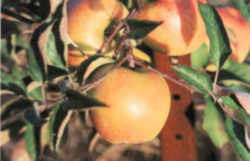 GoldRush Apple: Illinois State Fruit