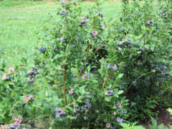 High Bush Blueberry : New Jersey State Fruit