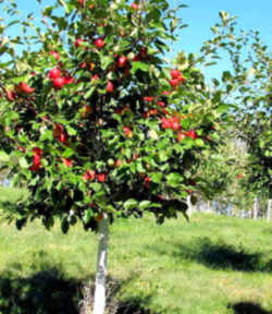 Honeycrisp™ Apple: Minnesota State Fruit