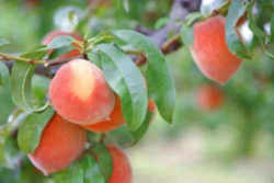 Peach: South Carolina State Fruit
