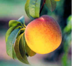 Peach: Georgia State Fruit