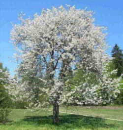 Cherry: prunus-avium Utah State Fruit