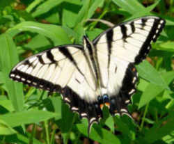 South Carolina State Butterfly - Eastern Tiger Swallowtail