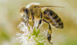 North Carolina State Insect - Honeybee