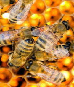 South Dakota State Insect - Honeybee
