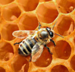 Tennessee State Agricultural Insect - Honeybee