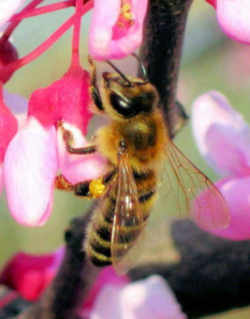 Tennessee State Agricultural Insect - Honeybee