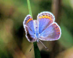 New Hampshire State Butterfly - Karner Blue