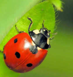 Delaware State Bug - Ladybug