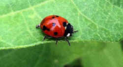 New York State Insect - Ladybug