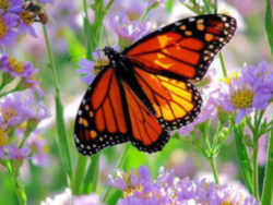 West Virginia State Butterfly - Monarch Butterfly 