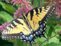 Virginia State Insect - Tiger Swallowtail Butterfly