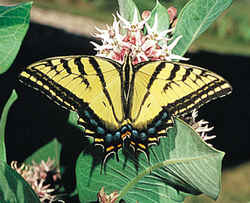 Arizona State Butterfly - Two-tailed Swallowtail