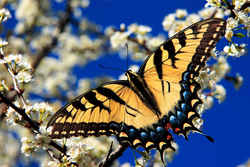 Arizona State Butterfly - Two-tailed Swallowtail