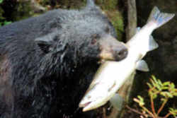 Alabama State Mammall: Black Bear