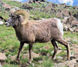State Symbols: Colorado State Animal: Rocky Mountain Bighorn Sheep