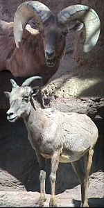 State Symbols: Colorado State Animal: Rocky Mountain Bighorn Sheep