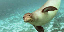 Hawaii Mammal: Hawaiian monk seal