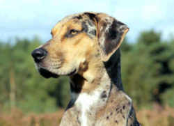 Louisiana State Dog: Louisiana Catahoula Leopard Dog 