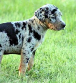 Louisiana State Dog: Louisiana Catahoula Leopard Dog 