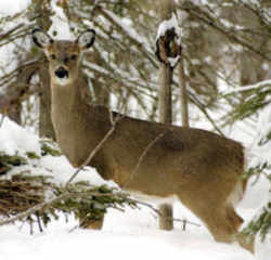 Michigan White-tailed Deer