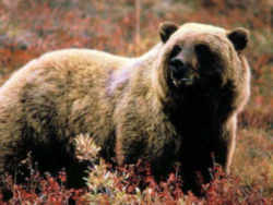 State Symbol: Montana State Animal: Grizzly Bear