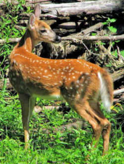 Nebraska White-tailed Deer