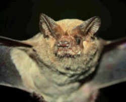 Oklahoma Mexican Free-tailed Bat